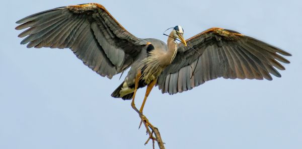 Image of a heron