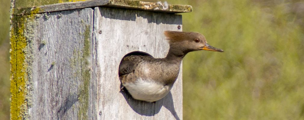 Image of a young bird