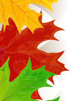 Maples leaves