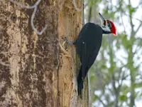 Pileated Woodpecker Limerick South