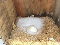 2020 Wood Duck Nesting Box Inspections