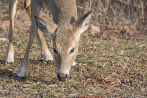 deer grazing Image of a deer grazing