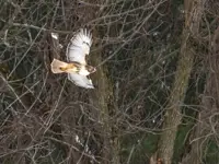 Red Tailed Hawk – Limerick South
