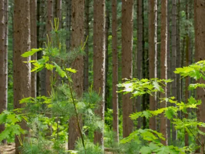 ForestManagementCTA.png