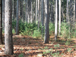 Older growth Image of older growth in forest