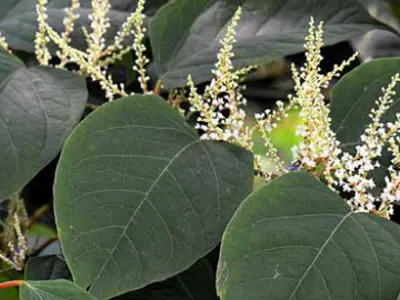 Japanese Knotweed