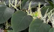 Japanese Knotweed