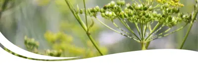 Image of Weeds.