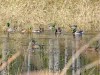 Mallard and Wood Ducks – Limerick South