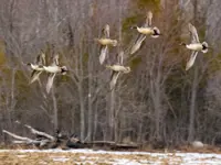 Pintail Ducks Limerick South