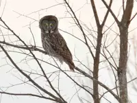 Great Grey Owl - Limerick North Augusta