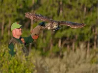 Image of an owl taking flight from demonstrators arm