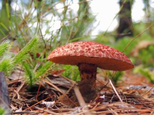 Mushroom Image of a mushroom