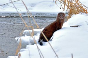 Otter by creek Image of Otter by a creek in the winter