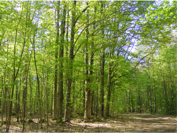 Harwood trees in Limerick Image of hardwood trees in Limerick