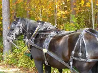 Image of  team of horses at the 2010 Fall Open House