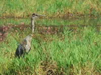 Great Blue Heron – Forsythe Rd. Limerick South