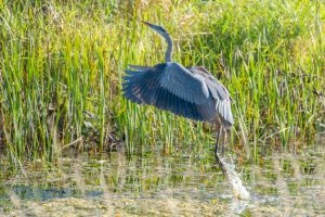 Heron Heron taking flight