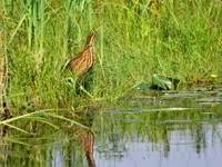 Bittern – Limerick South
