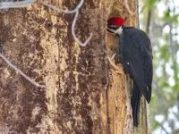 Pileated Woodpecker Limerick South