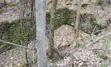 Foundation of old homestead