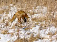 Fox Limerick South