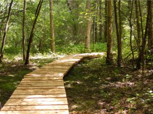 Boardwalk trail Image of boardwalk trail