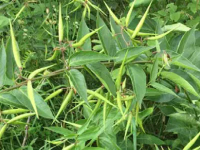 Dog-strangling Vine