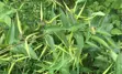 Dog-strangling Vine