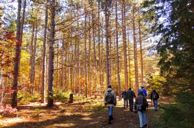 Limerick Forest Hiking Trail
