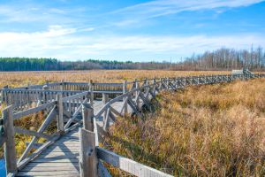 boardwalk Image of boardwalk