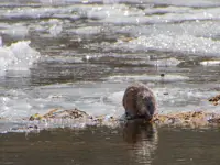Muskrat Limerick South