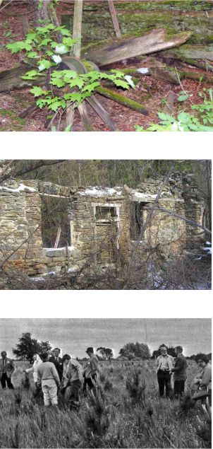 History of limerick Image of forest floor, old homestead and early reforestation effors