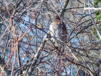 Partridge Limerick North
