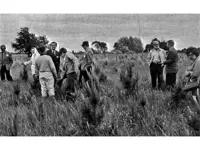 People walking around a field planted with red pine trees