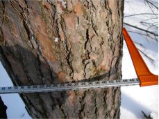 Tree measurements Image of tree measurements being taken