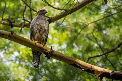 Bird in Limerick Forest