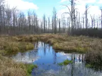 Wetland – Forsythe Rd. Limerick South
