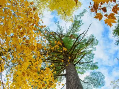 ForestCoverCTA.jpg