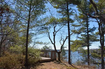 Limerick Forest