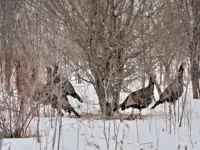 Wild Turkeys Limerick South