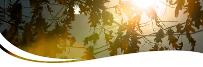 Sunlight shining through trees.