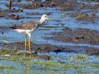 Greater Yellow Legs – Limerick South