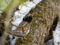 Partridge Limerick South