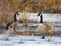 Canada Geese Limerick South