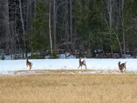 White-tailed Deer – Limerick South