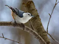 Nuthatch Limerick North