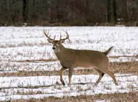 White-tailed Deer – Limerick South