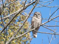 Barred Owl – Limerick South