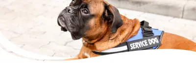 A dog wearing a service vest.